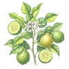 Bergamot Flower