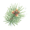 Black Spruce Flower