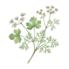 Coriander Flower