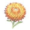 Helichrysum Flower
