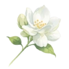 Jasmine Flower