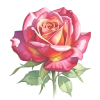 Rose Flower