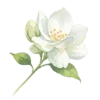 Jasmine Flower