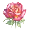 Rose Flower
